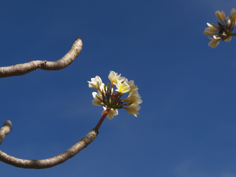 Dok champa (Frangipani), Champasak, Wat Phu